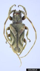  Neocherentes dilloniorum ; © E.H. Nearns